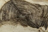 Devonian Petrified Wood From Oklahoma - Oldest True Wood #198059-1